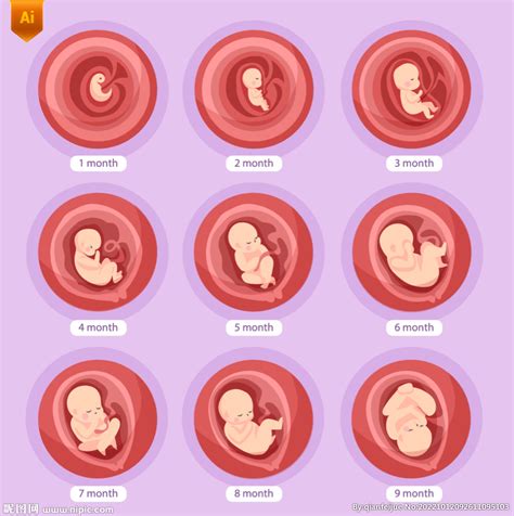 胎儿的发育过程图设计图__卡通设计_广告设计_设计图库_昵图网nipic.com