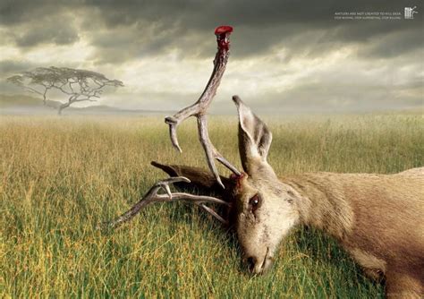千年鸟道上的杀戮与保护：应普及自然美学_新浪新闻