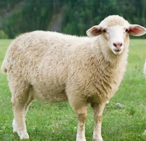 牧羊的在村旁泉地各种羊高清图片下载-正版图片307087796-摄图网