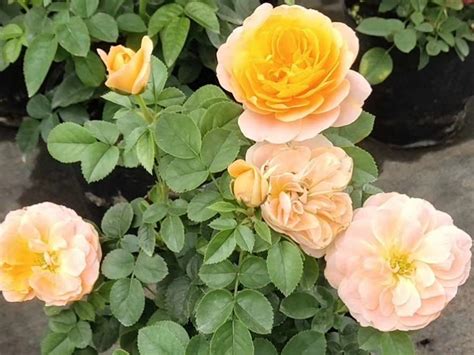 漂亮不输玫瑰花，花量丰富，花期长，植株低矮好养，盆栽养花选它__凤凰网