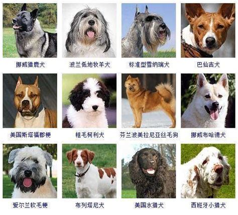 中国马犬图册_360百科