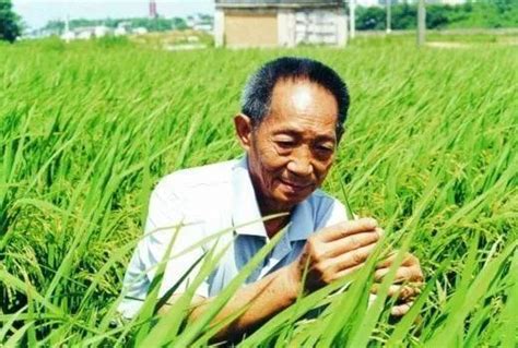 80%的人吃的都是谢华安的“汕优63”，为何袁隆平才是水稻之父？__凤凰网