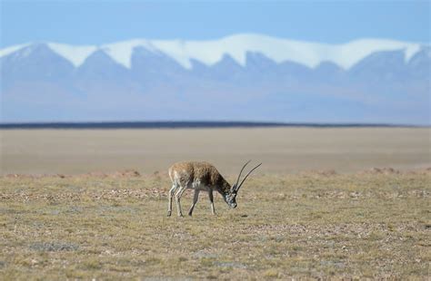 Winter scenery of Haltent grassland in Gansu, NW China - Silk Road of ...