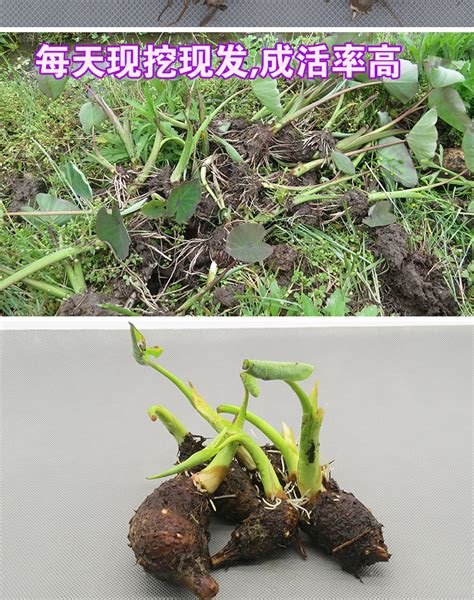 芋头种植条件 - 农敢网