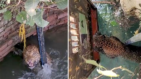 印度一只7岁的豹子掉进水井挣扎求生 救援人员将其救出