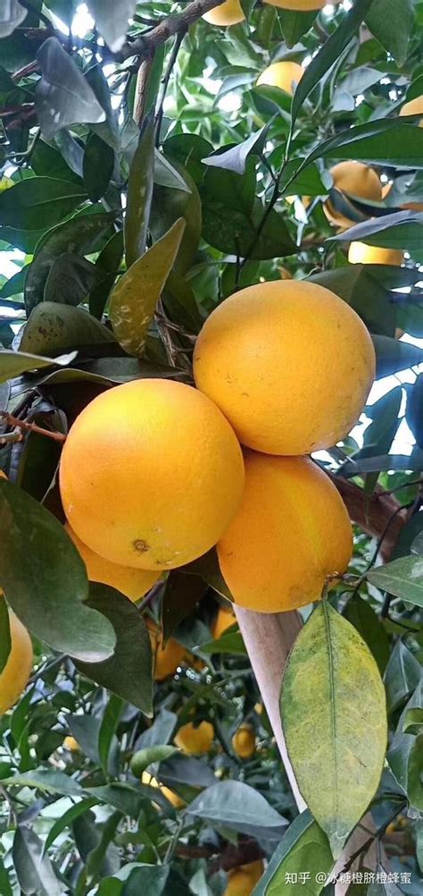 一天吃几个橙子最好 每天吃橙子的最佳数量 - 灵诃生物