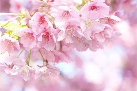花开灿烂！那些盛开在动漫中的樱花，日本人为何总喜欢借其抒情？|樱花|日本人|抒情_新浪新闻