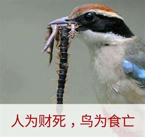 内蒙古包头鸟群撞楼自杀？数千只鸟离奇死亡，专家道出无奈的原因-搜狐大视野-搜狐新闻
