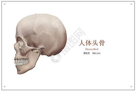 生物研究人类头骨概念图图片素材-正版创意图片600415961-摄图网