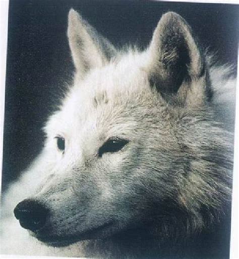 30小时惊魂：“我被全球最野的白狼包围了！”_凤凰网