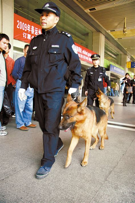 上海首批退役警犬开放领养，领养家庭需每3个月接受一次回访_浦江头条_澎湃新闻-The Paper