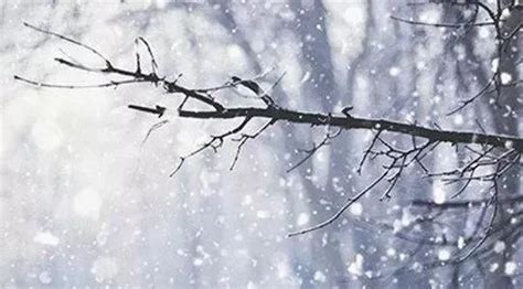 形容雪落满树枝的诗句-句子巴士