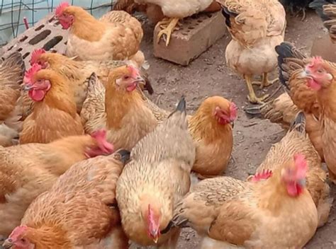 中国十大名鸡品种排行 德化黑鸡上榜，第一产自海南省_排行榜123网