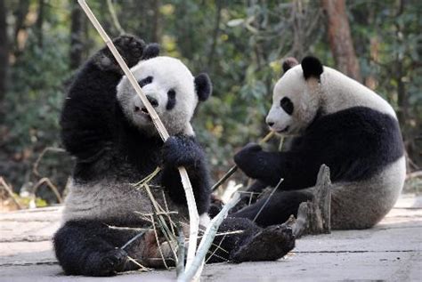 成都大熊猫繁育研究基地迎来第三对双胞胎 | 北晚新视觉