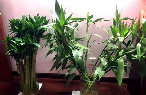 家中土培富贵竹，怎么养才能更翠绿？ - 知乎