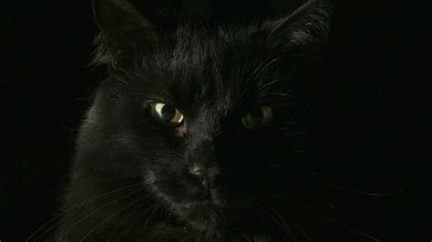黄色眼睛的黑猫在草地上图片-草地上黄色眼睛的黑猫素材-高清图片-摄影照片-寻图免费打包下载