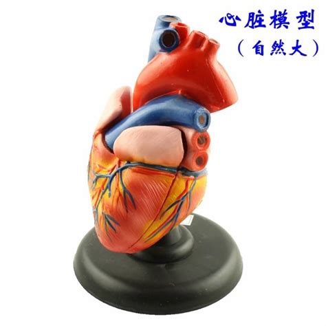 生物课医学教学模型 1:1人体器官仪器 心脏解剖模型 教学实验模型