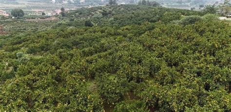 松滋大力发展红肉蜜柚产业 成农民增收“摇钱树”-新闻中心-荆州新闻网