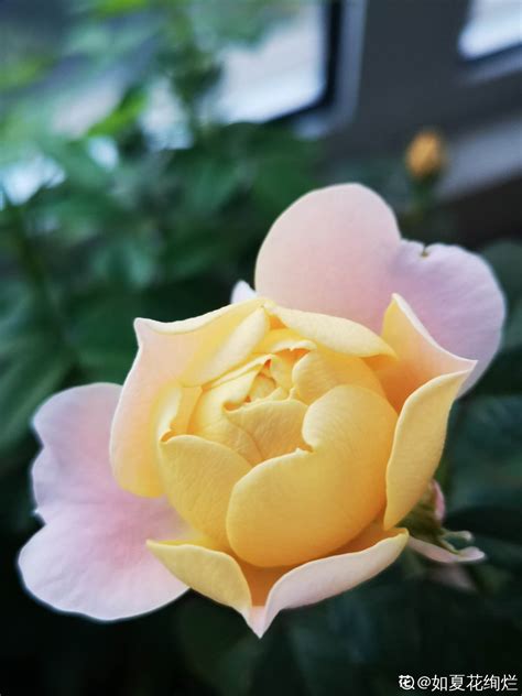 玫瑰结婚布花仪式迷人的美丽高清图片下载-正版图片307640291-摄图网