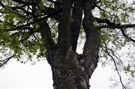 农村带刺的怪树，是天然的洗发水，全身是宝，如今城里35元一斤！|洗发水|全身|树干_新浪新闻