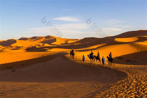 在撒哈拉沙漠在撒哈拉沙漠日落时骆驼骑行大图片-包图网企业站