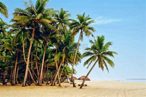 海南椰影成林美丽风景高清图片下载-正版图片500936552-摄图网