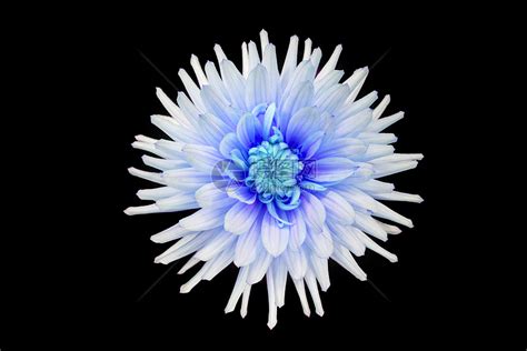 美丽的蓝色大丽花分离黑色背景与雨滴花园高清图片下载-正版图片300548582-摄图网