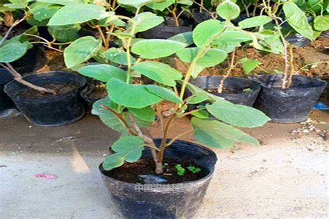 水果之王猕猴桃在家也能种，盆栽猕猴桃种植技术分享给你，请收藏