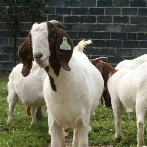啥羊羔一只能卖1万英镑 还被冠以"世界最萌的羊"_手机新浪网