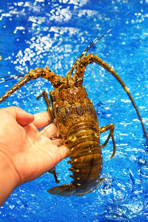 海洋水产生鲜澳洲龙虾龙虾蓝色背景摄影图配图高清摄影大图-千库网