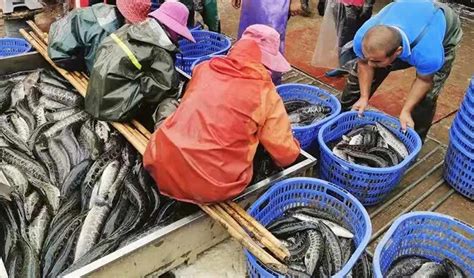 2017年黑鱼价格整体上扬，2018上半年鱼价可期，下半年降价概率较大-中国鳗鱼网