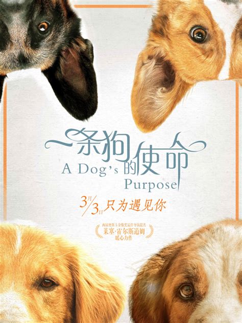 《一条狗的使命》25日全国超前点映 被赞三月必看_手机新浪网