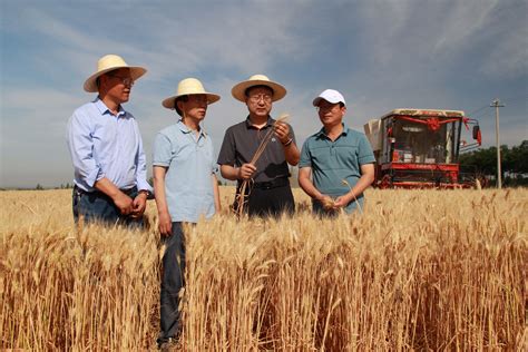合江县紫糯小麦迎丰收：“质”“量”兼优，亩产310公斤_种植_亩产量_推广