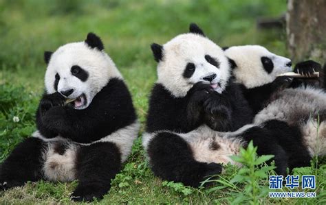 “熊猫幼儿园”：滚滚们的幼年时期-上游新闻 汇聚向上的力量