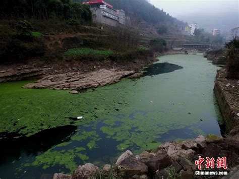 组图：三峡移民重镇水质污染 河道一片“绿油油”_公益频道_凤凰网