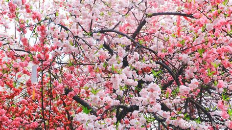 春天桃园盛开的桃花图片下载 - 觅知网