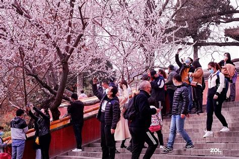 【高清图】花开时节动京城-中关村在线摄影论坛