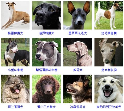 狗的品种图片名字大全（100种名犬图片及名字）-禾马农业网