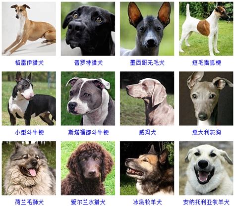 狗品种图片