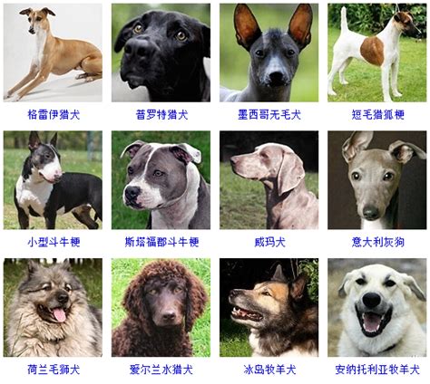 宠物小犬品种大全,犬种大全品种_大山谷图库