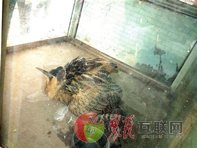 邯郸农民田间捡起一只“怪鸟” 是稀有大麻鳽_网罗三农_农民互联网