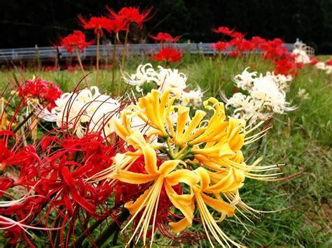 曼珠沙华的花语是什么？曼珠沙华的寓意和象征-花卉百科-中国花木网