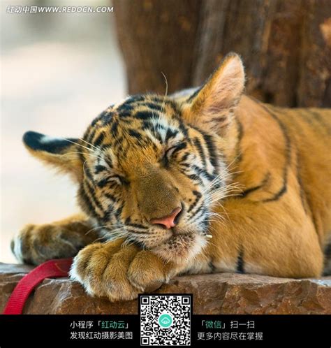 睡觉的老虎图片免费下载_红动网
