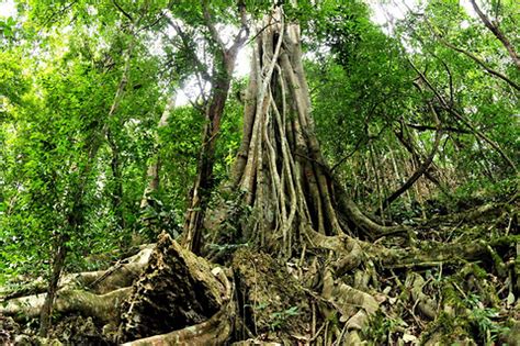 2018中科院西双版纳热带植物园_旅游攻略_门票_地址_游记点评,西双版纳旅游景点推荐 - 去哪儿攻略社区