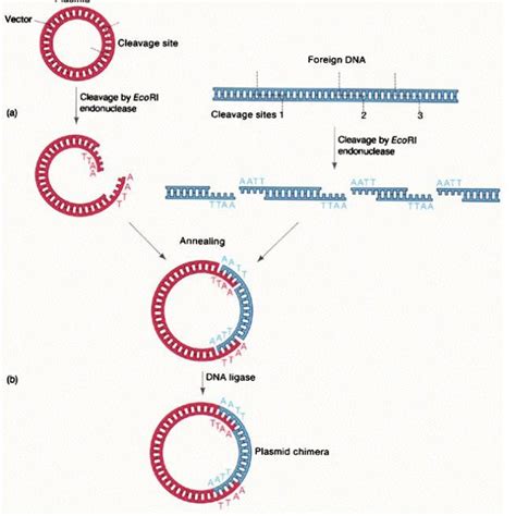 CPR和CYP9A12双基因共表达重组载体及其制备方法和应用与流程