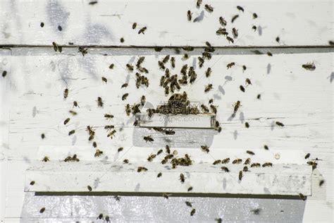 蜜蜂进入巢白窝高清图片下载-正版图片303319598-摄图网