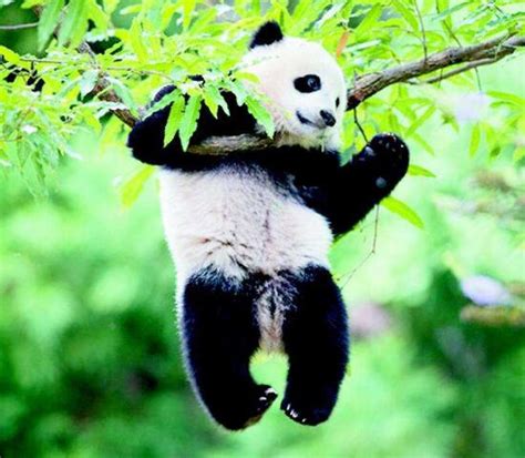 国家一级保护动物大熊猫-保护动物大熊猫