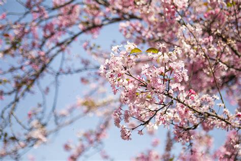 春季自然花朵风景图片-百合花与水滴花素材-高清图片-摄影照片-寻图免费打包下载