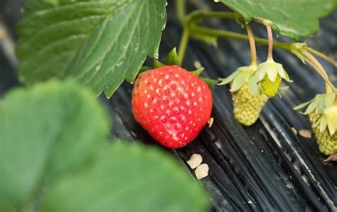草莓种子的种植方法和时间 - 农业种植网