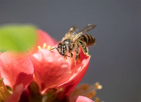 【小蜜蜂采蜜摄影图片】生态摄影_钟鸣声声_太平洋电脑网摄影部落